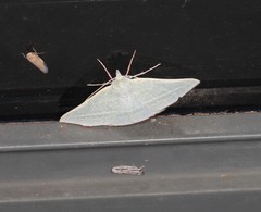 Oenochroma infantilis