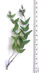 Hypericum aethiopicum