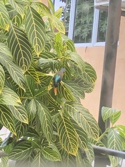 Anthreptes malacensis