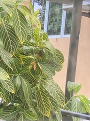 Anthreptes malacensis