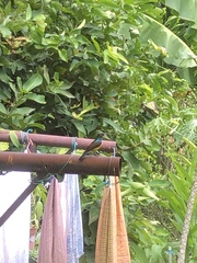 Anthreptes malacensis