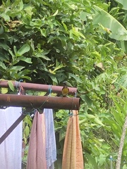 Anthreptes malacensis