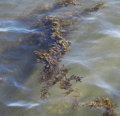 Sargassum flavicans