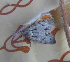 Acronicta cuspis