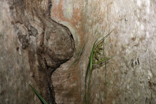 Image of Scleria levis by (c) Greg Tasney, some rights reserved (CC BY-SA)