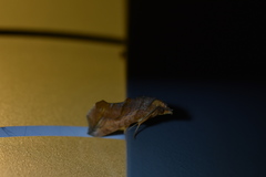 Oraesia emarginata