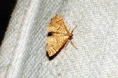 Musotima ochropteralis