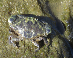 Leptodius affinis