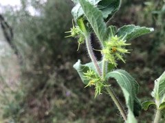 Acanthospermum hispidum