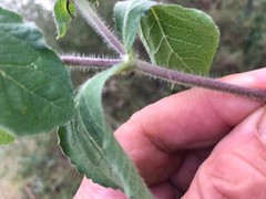 Acanthospermum hispidum