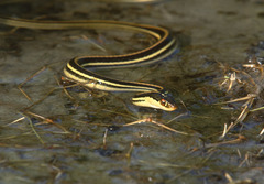 Thamnophis proximus orarius