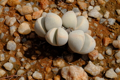 Dinteranthus puberulus