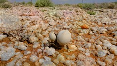 Dinteranthus puberulus