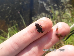 Bufo bufo