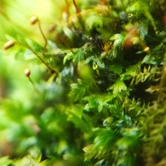 Fissidens incurvus