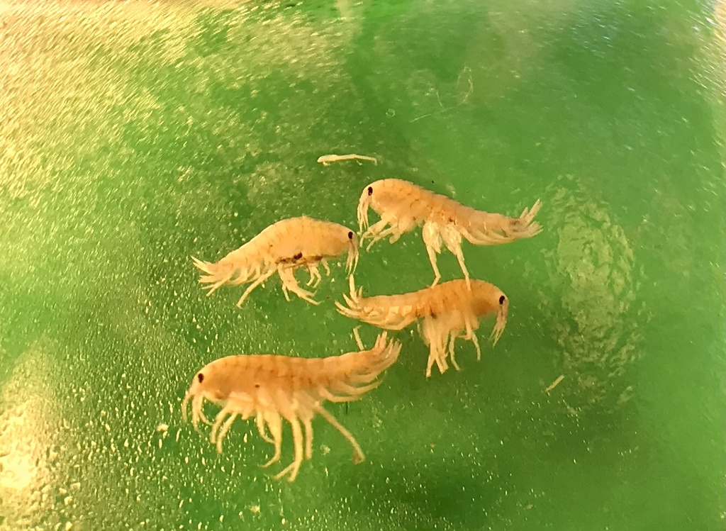 Perthiidae