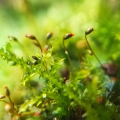 Fissidens incurvus