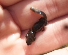 Bufo bufo