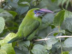 Aulacorhynchus sulcatus