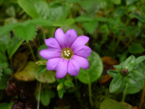 Gentiana rubicunda, photograph 2