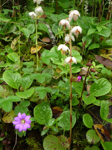Gentiana rubicunda, photograph 3