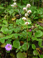 Gentiana rubicunda