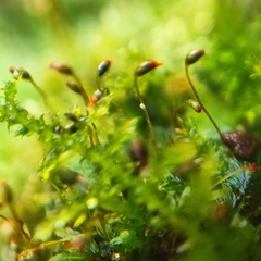 Fissidens incurvus