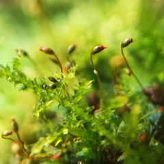 Fissidens incurvus