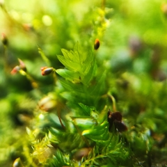 Fissidens incurvus