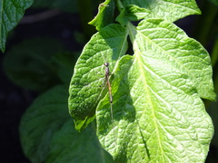 Gasteruption jaculator