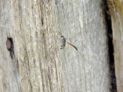 Gasteruption jaculator