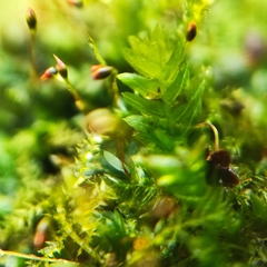 Fissidens incurvus