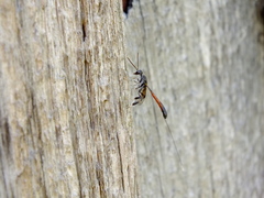 Gasteruption jaculator