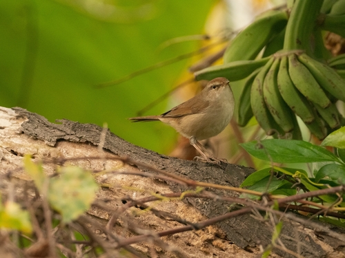 Manchurian Bush Warbler (Horornis canturians), photo 6