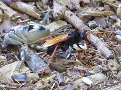 Tachypompilus ignitus