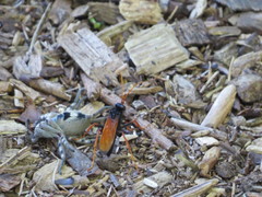 Tachypompilus ignitus