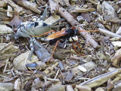 Tachypompilus ignitus