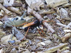 Tachypompilus ignitus