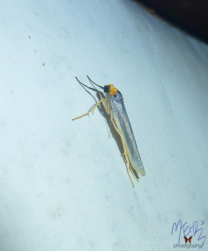 Calamidia goliathina