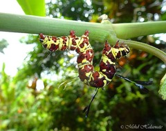 Tinolius eburneigutta