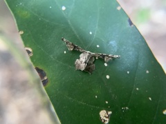 Monobolodes prunaria