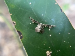 Monobolodes prunaria