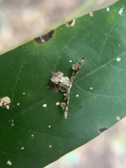 Monobolodes prunaria