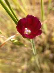 Clarkia purpurea