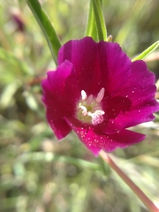 Clarkia purpurea