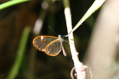 Pteronymia artena