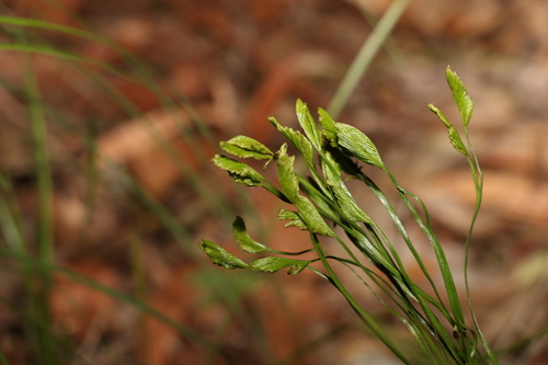 Schizaea bifida (Schizaea bifida)