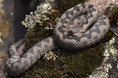 Vipera ammodytes