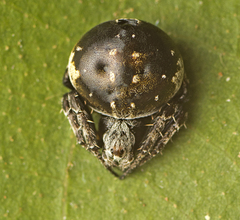 Araneus rotundulus