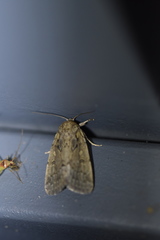 Spodoptera depravata